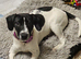 1 springer spaniel x fox terrier pups available