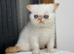 2 Beautiful exotic kittens