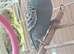 3 baby budgies for sale
