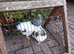 A Pair of  bantam light Sussex