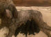 Kc reg health tested standard male