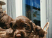 KC REG WORKING COCKER SPANIELS