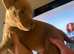 Mixed bully puppy