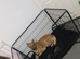 Belgian Malinois puppies due very soon!