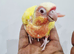 Gorgeous red eye lutino & crimino conure