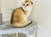 Gold chinchilla Scottish fold girl