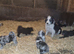 Borderdoodle Puppies