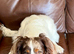 Lenny – 9-Month-Old Cocker Spaniel Looking for a Loving, Active Home