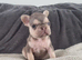 Health test clear french bulldog puppy