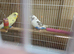 Bonded pair Recessive pied budgies