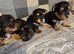 Yorkshire terrier biewer puppies for sale