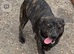 Six month old Jack Russell Cross