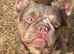 Fluffy French bulldog female