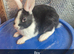 Friendly Baby Rabbits