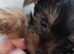 Puppy for sale.