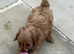 Beautiful cavapoos