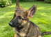 Working Line German Shepherd Puppies