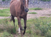 Stunning Connamara x TB