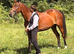 16.1 4 year old WB X TB gelding.