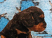 F1 cavapoo DNA TESTED PARENTS