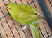 Kakariki hen Kakariki hen