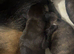 GsdXCane Corso puppies