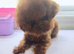 Asian Poodle for Stud DNA tested