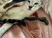 Siamese kitten