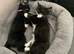Persian x Maine Coon 1 girl left