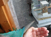 Blue conure