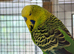 Bonded Pair of Budgies Male Female