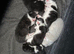 6 x kittens for sale