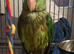 Hand reared Alexanderine chiks 3mnth