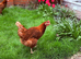 5 Brown Laying Hens for Sale