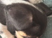 Dachshund puppy cross jack