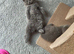 ABSOLUTELY BEAUTIFUL BRITISH BLUE KITTENS 8 WEEKS OLD MUM IS PEDIGREE