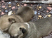 Adorable Chihuahua Puppies Looking for Loving Forever Homes!