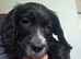Cocker spaniel puppies