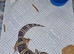 Leopard gecko hatching