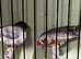 Proven pair of finch