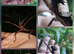 World's Heaviest Bugs!