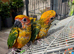 Sun Conure Baby for Sale (1 SOLD, 1 Available)
