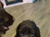 Puppies ready next week