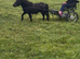 For sale Bibor little mare