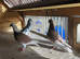 Coloured Racing pigeons for sale