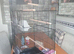 Large bird cage
