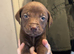 Beautiful staff x Labrador puppies
