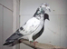 Mixed race pakistani highflying pigeons