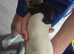 Stunnning jack russell pups