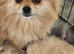 Pomeranian puppy